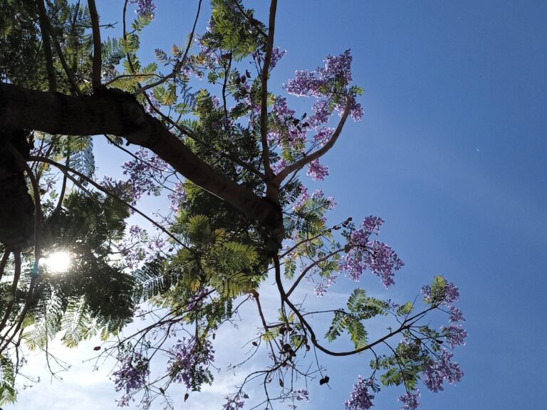 Floriram Os Primeiros Jacarand S De Centro Nacional De Cultura